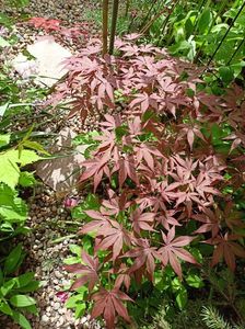 Atropurpureum