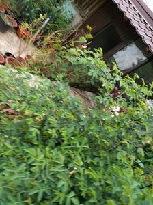 IMG20240421185930_BURST001