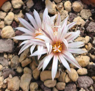 Turbinicarpus macrochele v frailensis