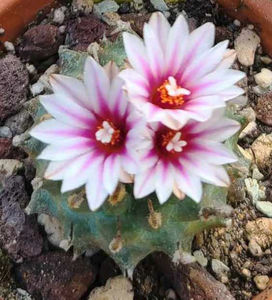 Turbinicarpus andersonii