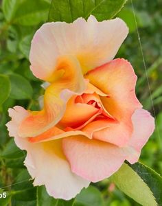 Bordure Apricot