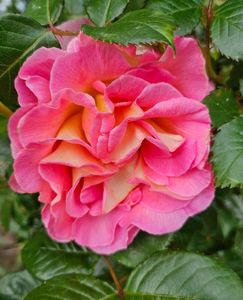 Pink paradise