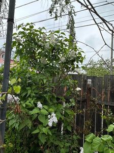 IMG-20240422-WA0096