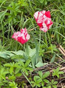 IMG-20240422-WA0102