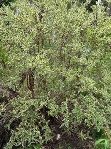IMG-20240422-WA0109