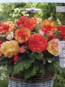 Begonia Picotee-2