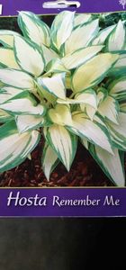 Hosta Remember Me-2