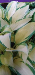 Hosta Remember Me-3