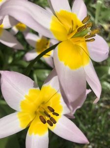 Tulip Lilac Wonder (2021, April 30)