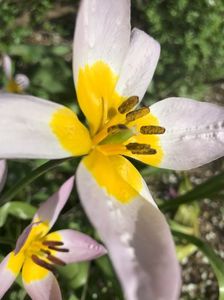 Tulip Lilac Wonder (2021, April 30)