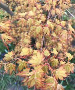 Japanese maple Katsura (2021, Apr.12)