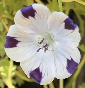 Fivespot_Nemophila (2021, June 09)