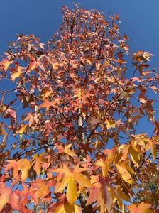 Liquidambar styraciflua (2021, Oct.27)