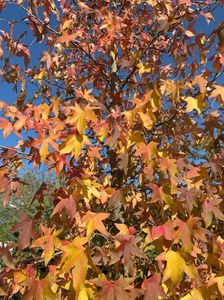 Liquidambar styraciflua (2021, Oct.27)