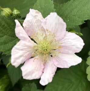 Strawberry flower (2021, May 24)