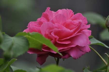 _DSC0976