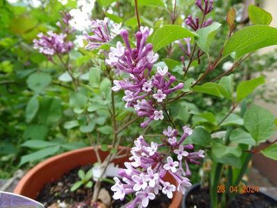 syringa meyeri Flowerfesta Purple