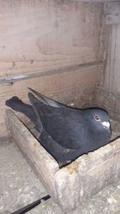 IMG-20240422-WA0008