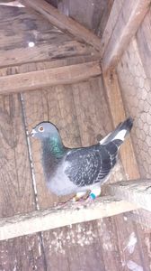IMG-20240421-WA0010
