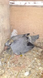 IMG-20240421-WA0005