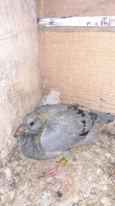 IMG-20240421-WA0011