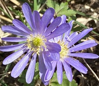 Anemone Blue Shades (2022, April 14)