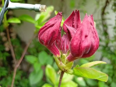 Azalea mollis Doloroso