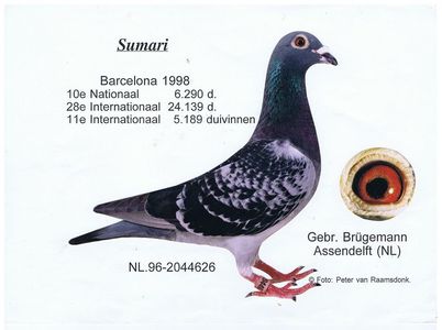 sumari