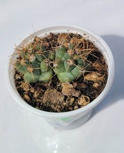 Thelocactus nidulans - bicefal 15 lei