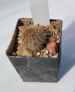 Echinopsis Danisa - 10 lei