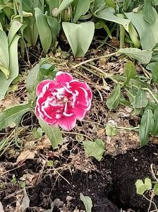 Img.2024.04.26