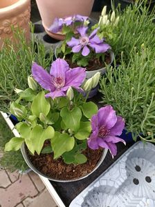 Img.2024.04.26- clematis ❤️