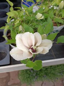 Img.2024.04.26-clematis❤️
