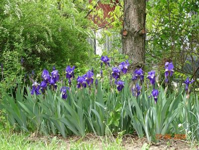 iris x florentina Coerulea