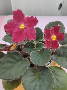 29 apr