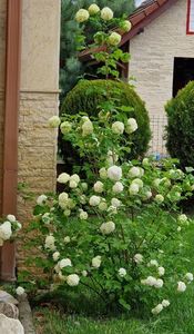 Multumesc, Elena Calofir, este superb!; Pana acum l-am lasat de capul lui, dipa inflorire urmeaza sa-l toaletez, sa-i dau o forma. Este tare frumos si asa, are zeci de flori!
