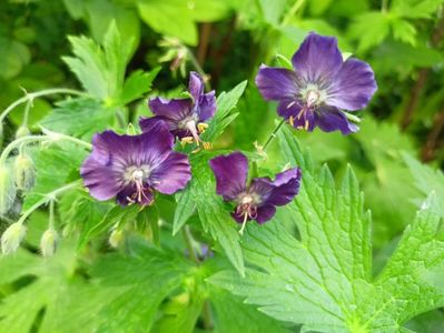 Geranium pheum Keppler