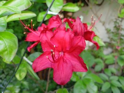 Azalea mollis Doloroso