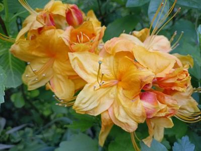 Azalea mollis Klondyke