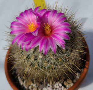 Thelocactus macdowellii