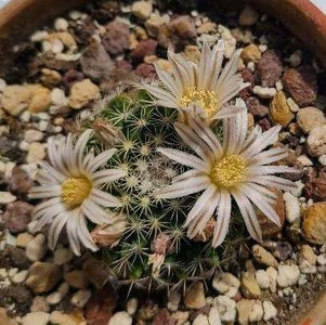 Mammillaria coahuilensis