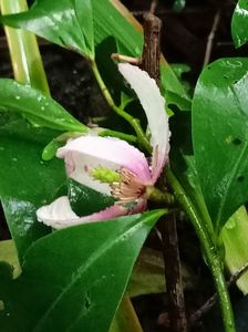 Magnolia Michelia "Fairy Blush"