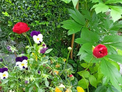 Ranunculus