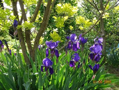 iris x florentina Coerulea