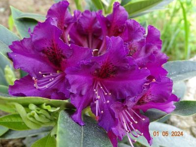 rhododendron Purple Splendour