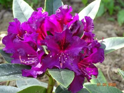 rhododendron Purple Splendour