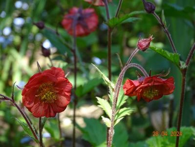 geum Flame of Passion