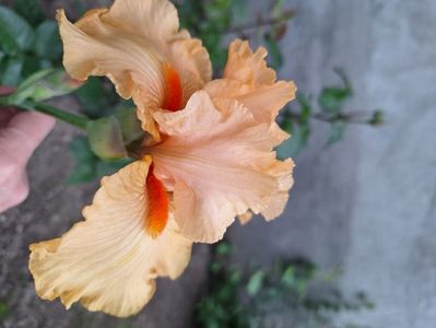 Orange king