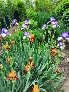 Iris germanica mix