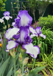 Iris germanica "loop the loop"